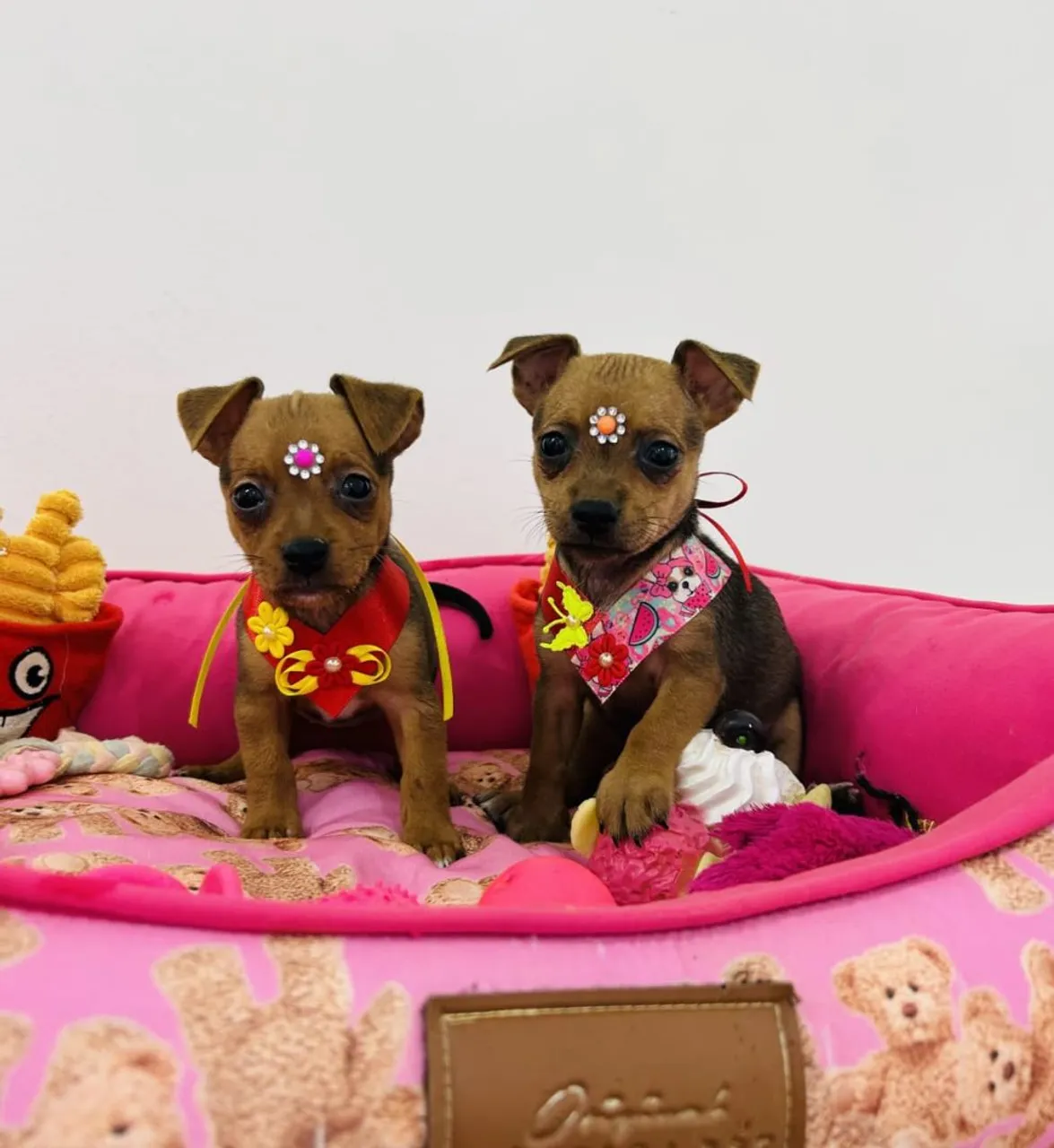 Filhotes de Pinscher Miniatura à Venda