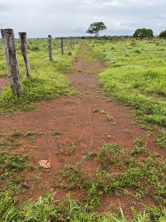 FAZENDA 390 ALQUEIRES ARGILA ACOMA DE 30 PLANTA PERMITIDO  - Foto 5
