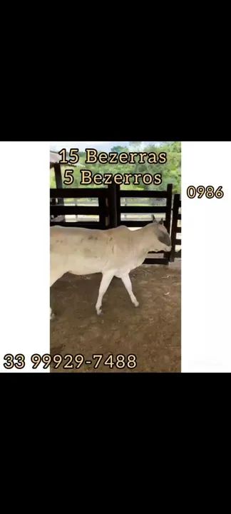 15 Bezerras e 5 bezerros 