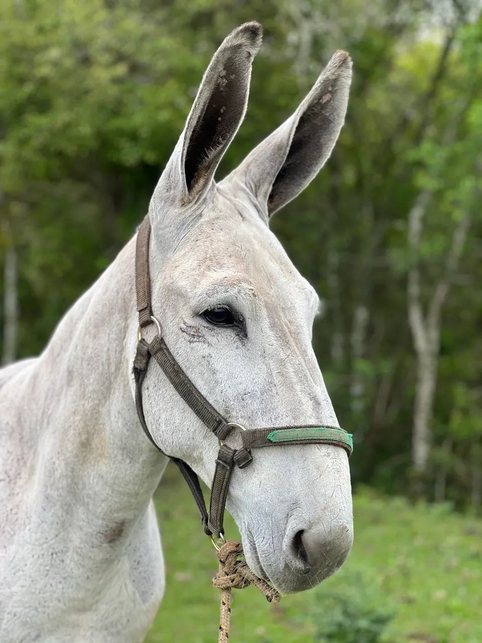 Jumento pega  - Foto 6