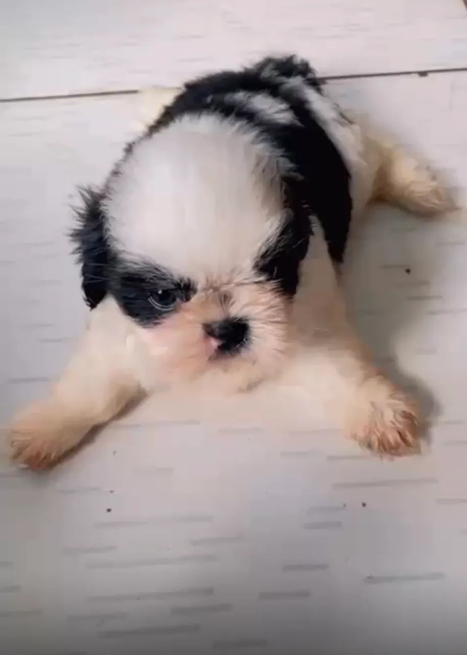 Filhote Shih Tzu  - Foto 2