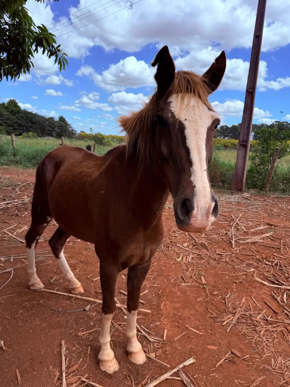 Cavalo Para Venda - Foto 3
