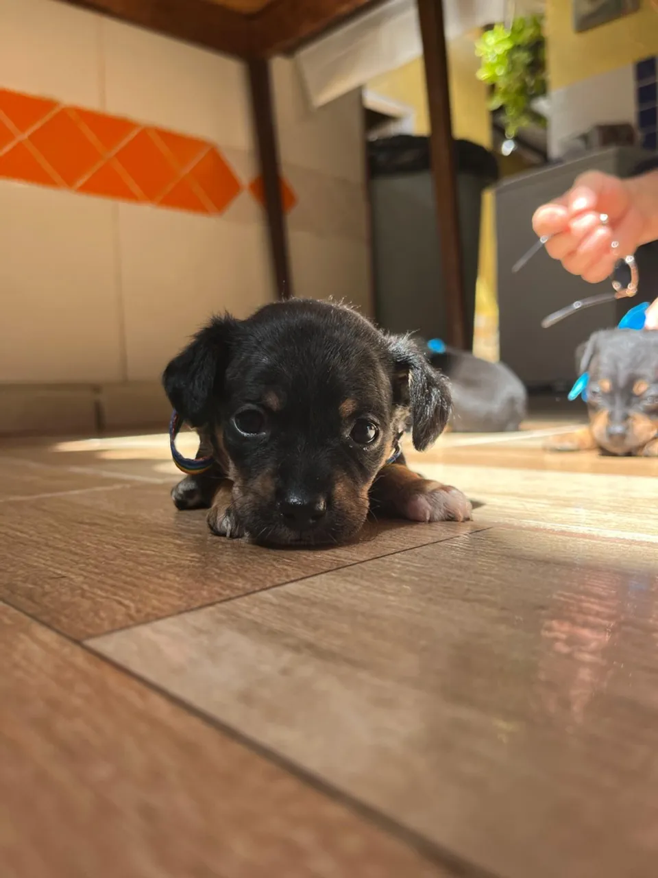 Filhote de Pinscher disponível para adoção!