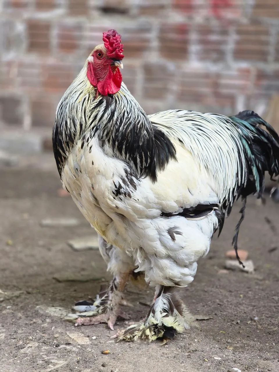 GALO BRAHMA - Foto 2