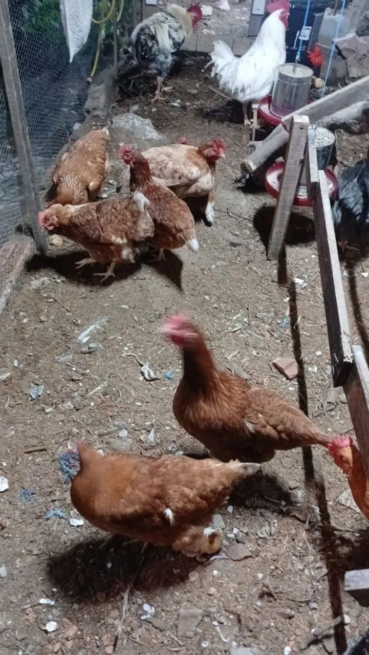 Galinhas caipira  - Foto 5