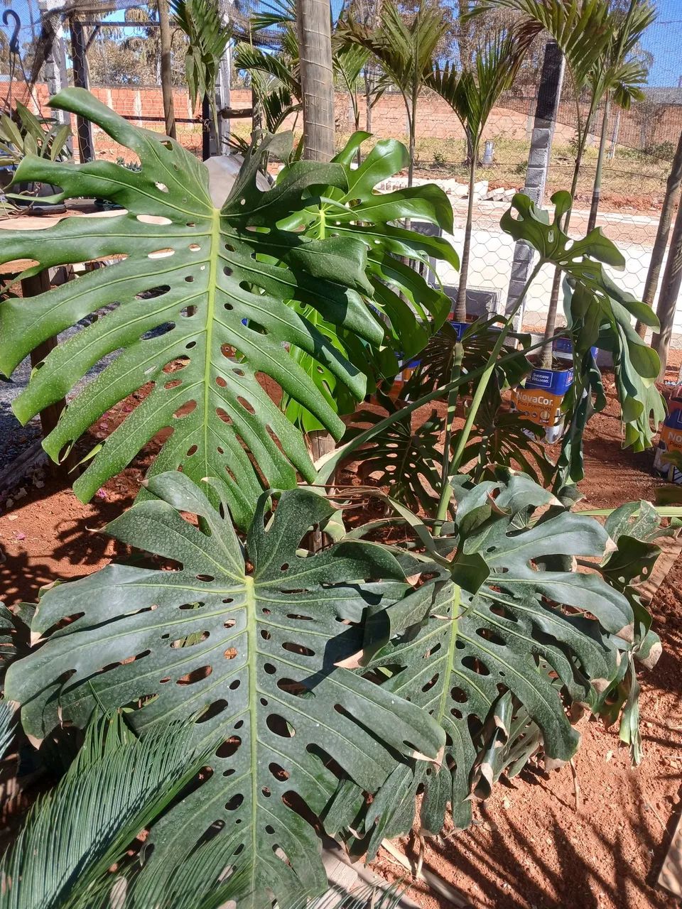 Plantas frutíferas e ornamentais  - Foto 5