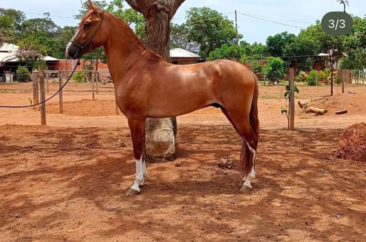 Cavalo Mangalarga Registrado