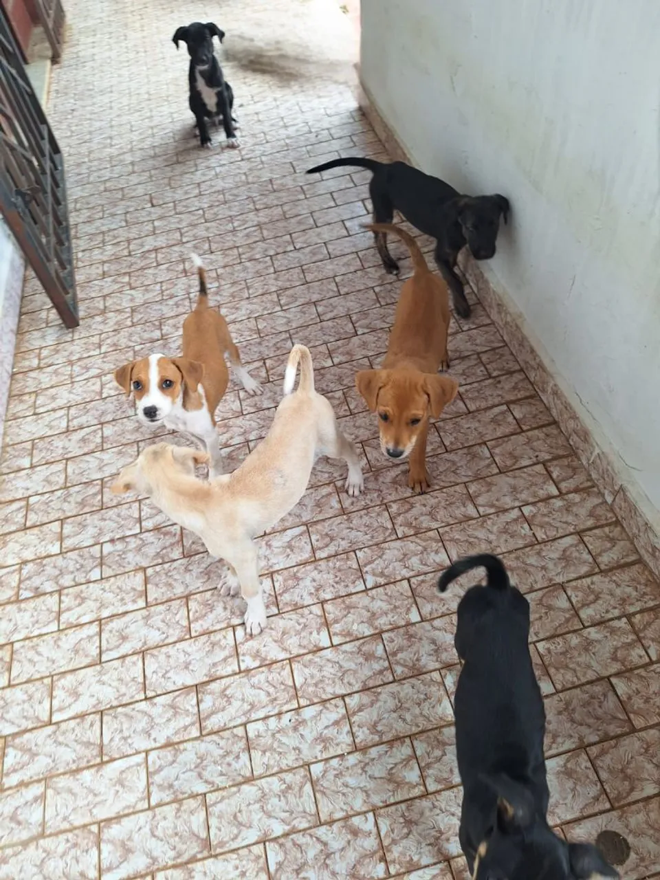 Filhotes de cachorro adoráveis para adoção