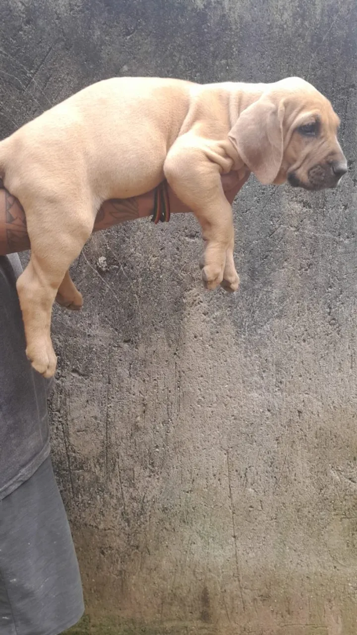   Filhotes de Fila Brasileiro animais de estimação