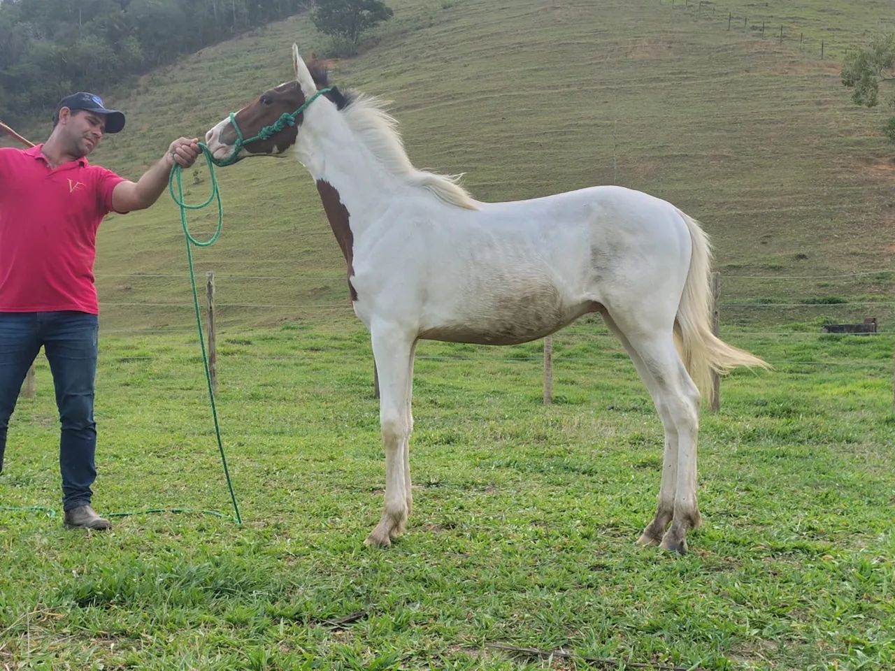 Potro pampa MM - Foto 3