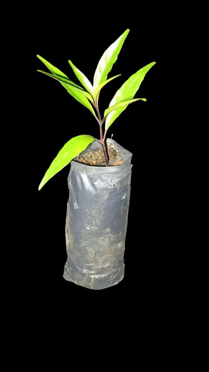 Mudas da planta Abre-caminho 