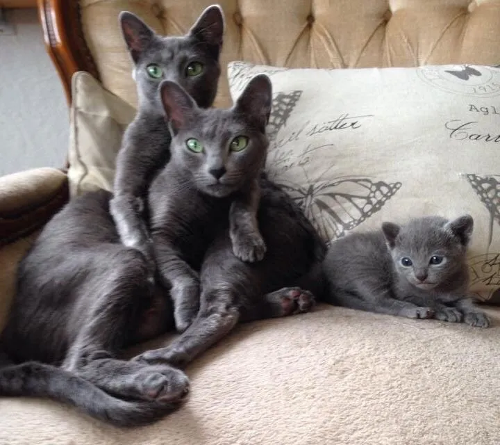Russian Blue - Gato Raro, Inteligente e Muito Apegado!