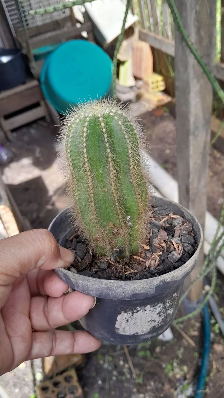 Cacto Raro para Colecionadores - Foto 4