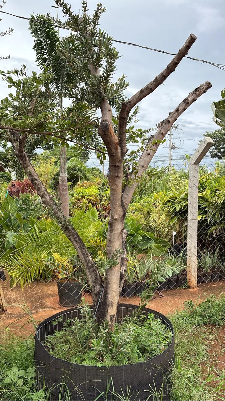 Muda de Oliveira 30 anos  - Foto 2