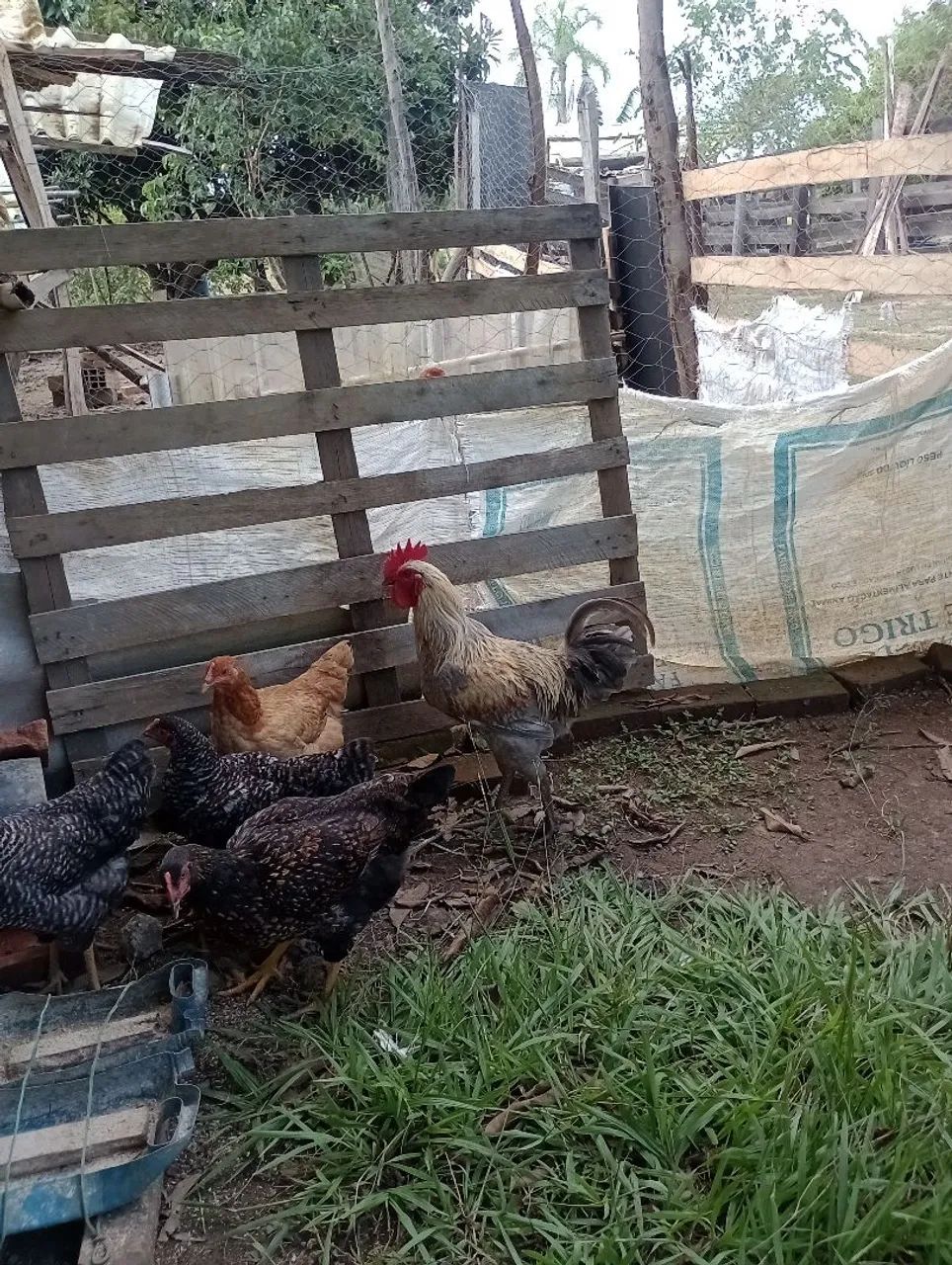 Aves de engorda e postura  - Foto 4