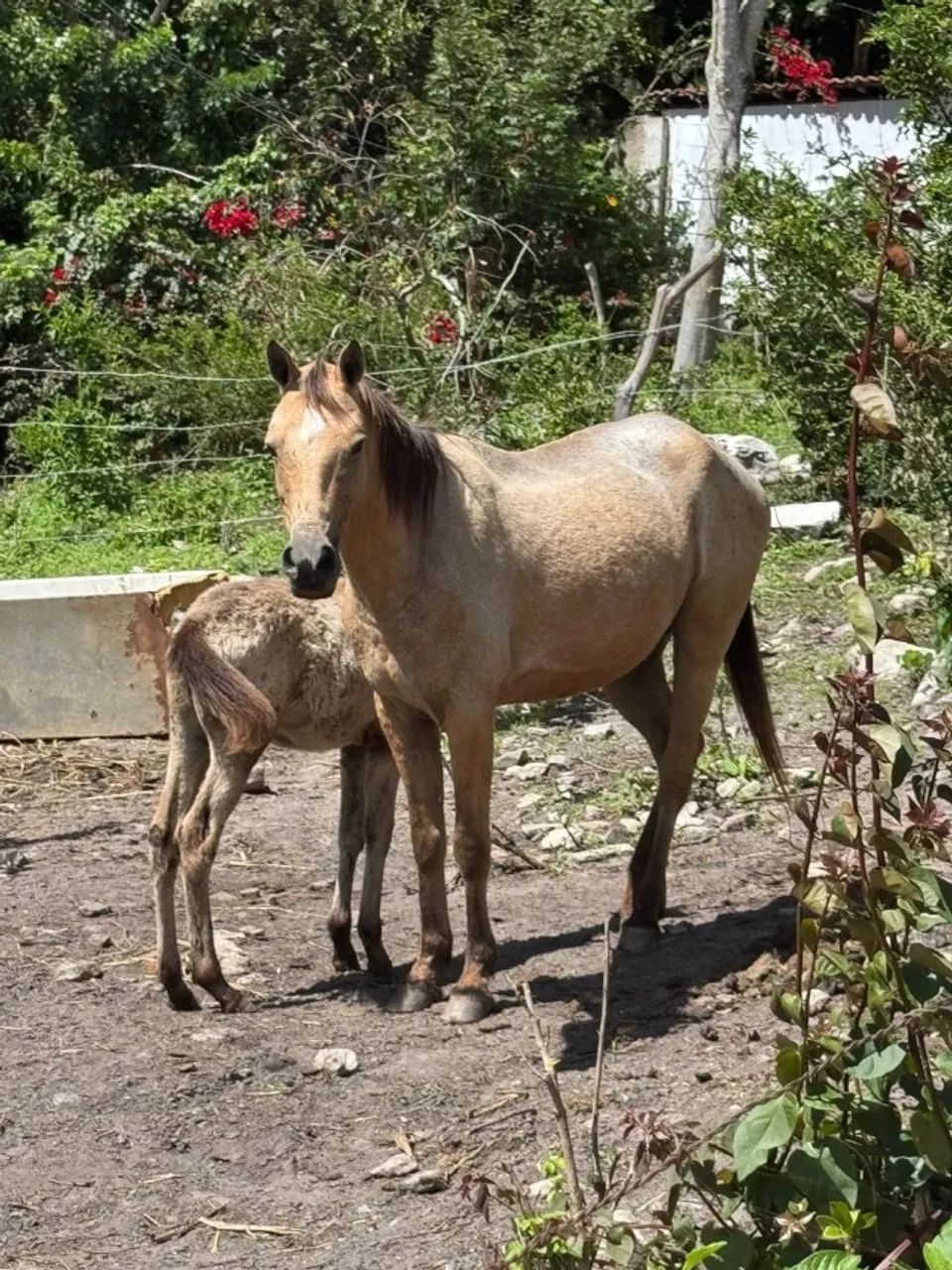Égua quarto de milha 
