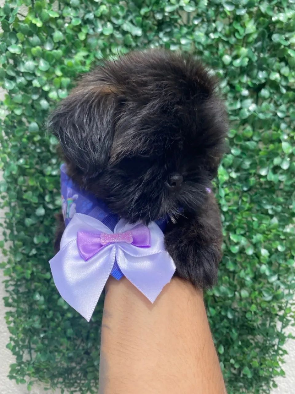 Filhotes Shih Tzu fêmeas - Lindíssima! Cor rara - Foto 3