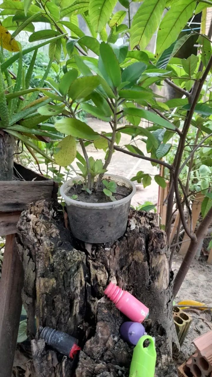 vendo mudas de plantas  - Foto 5