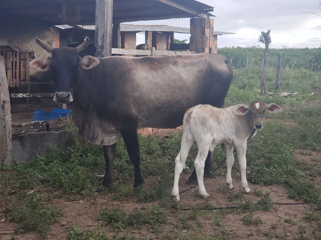 Vaca e bezerra para venda - Foto 2