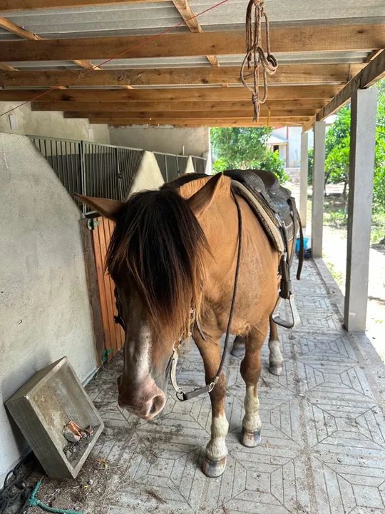 Cavalo inteiro dos diferentes!! - Foto 4