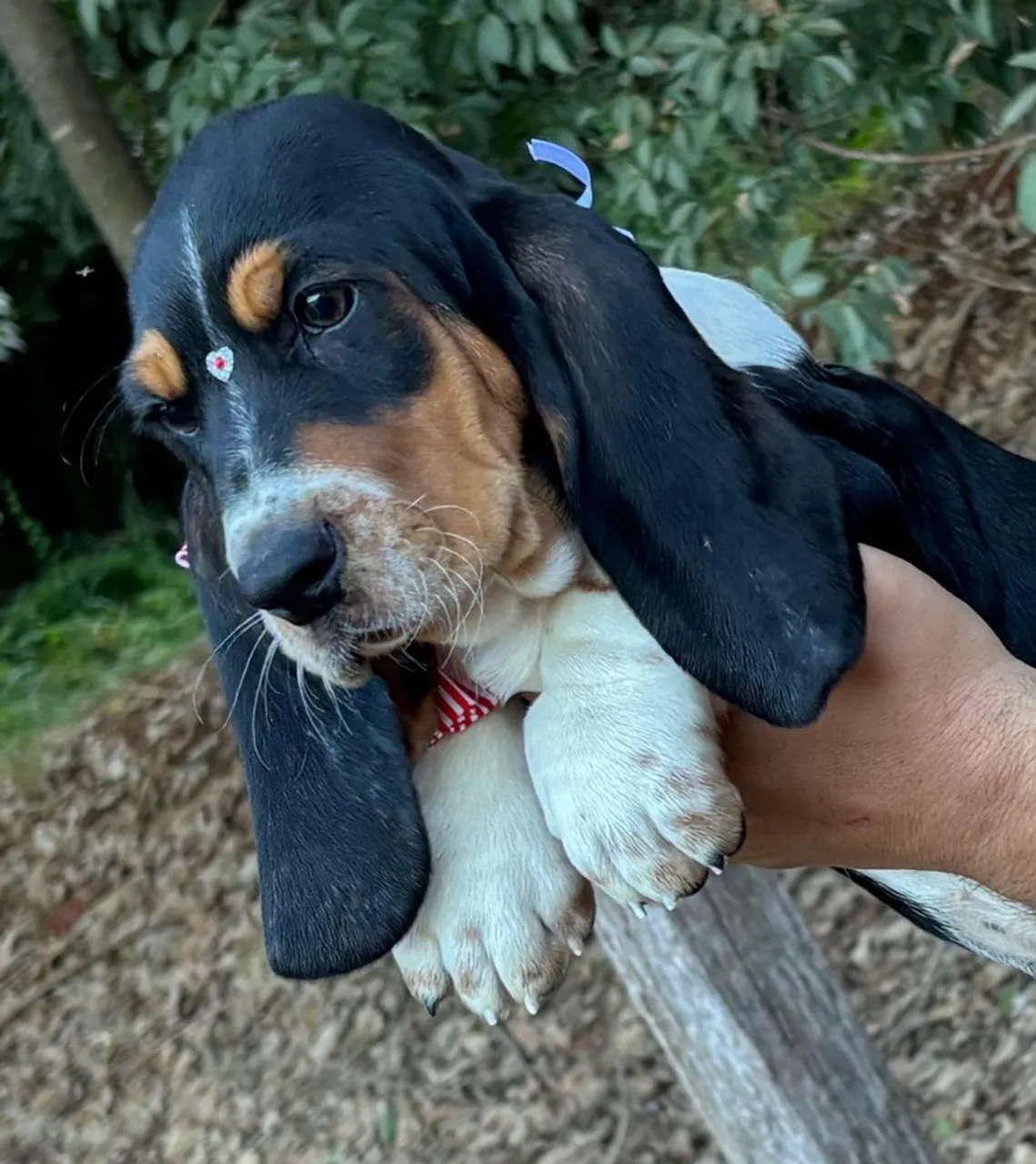 Basset Hound