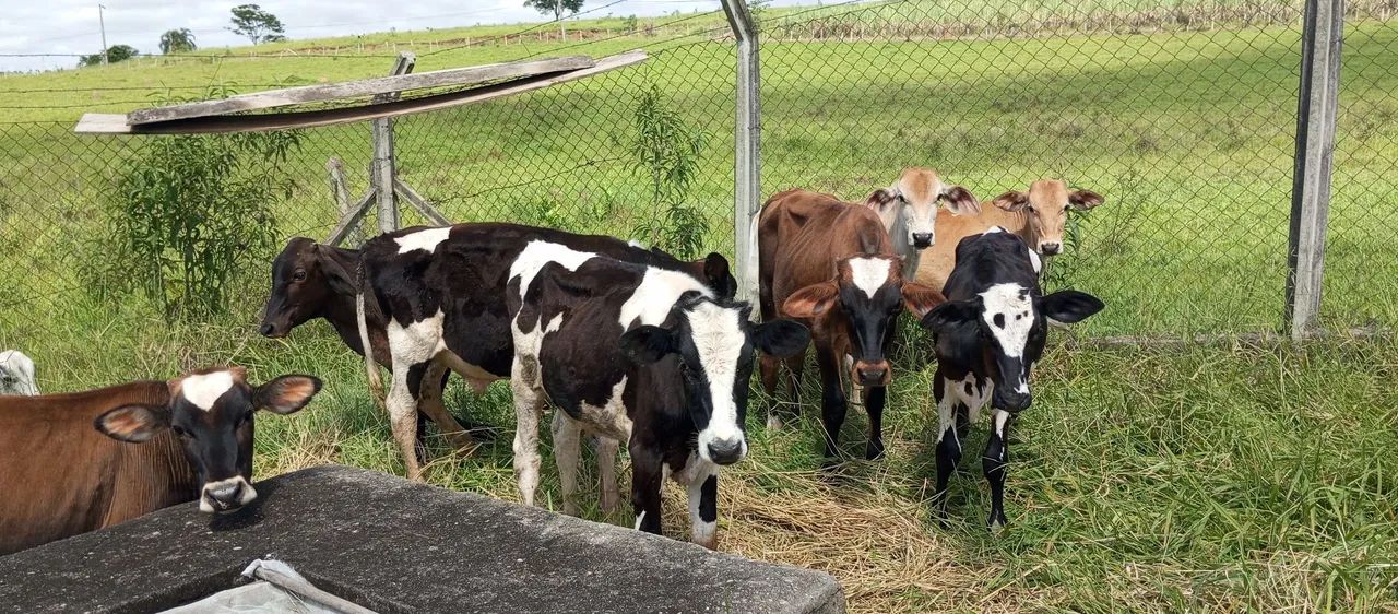 Bezerros a venda  - Foto 6