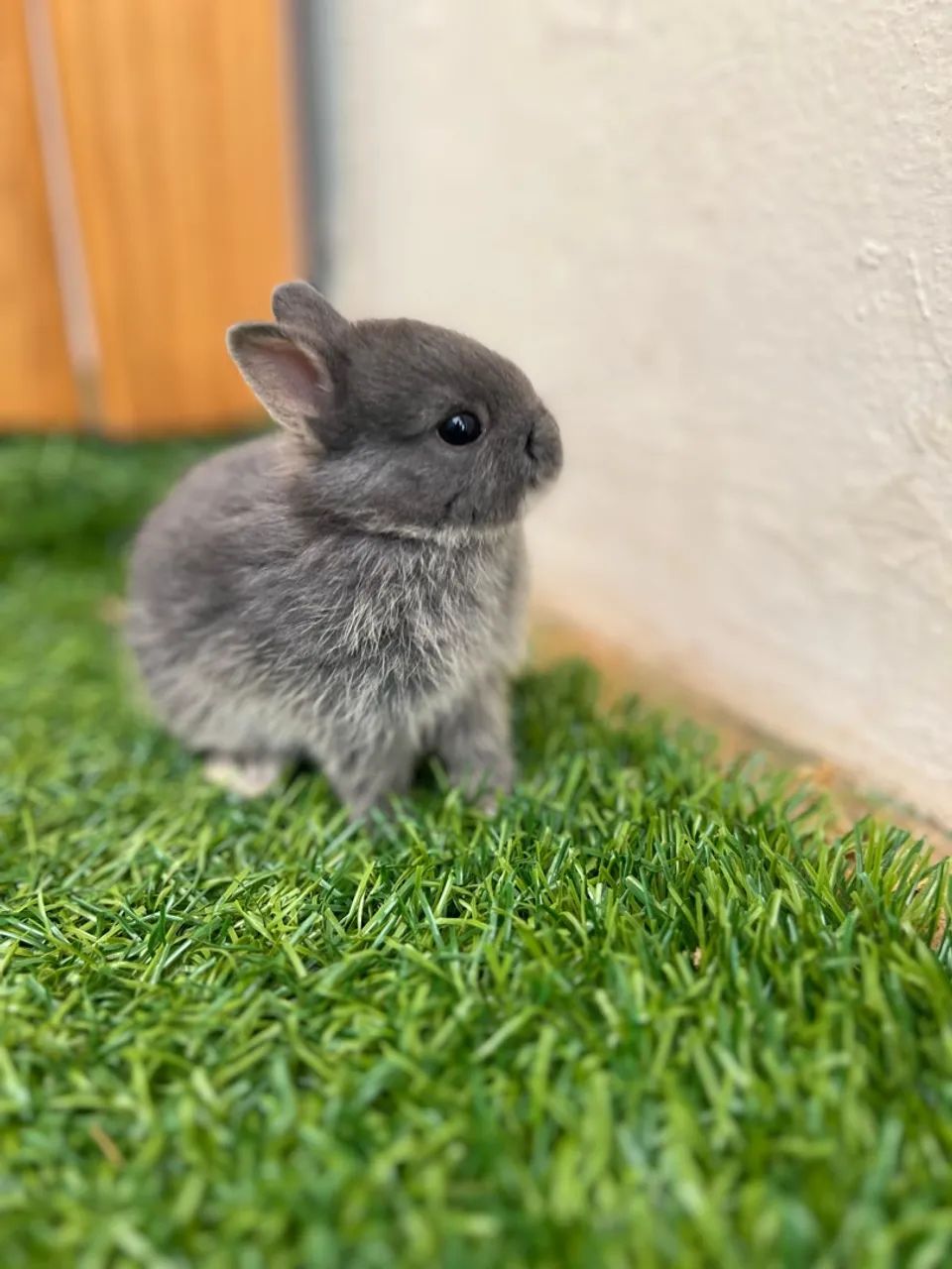 mini coelhos netherland Dwarf coelhos anão menor coelho do mundo - Foto 2