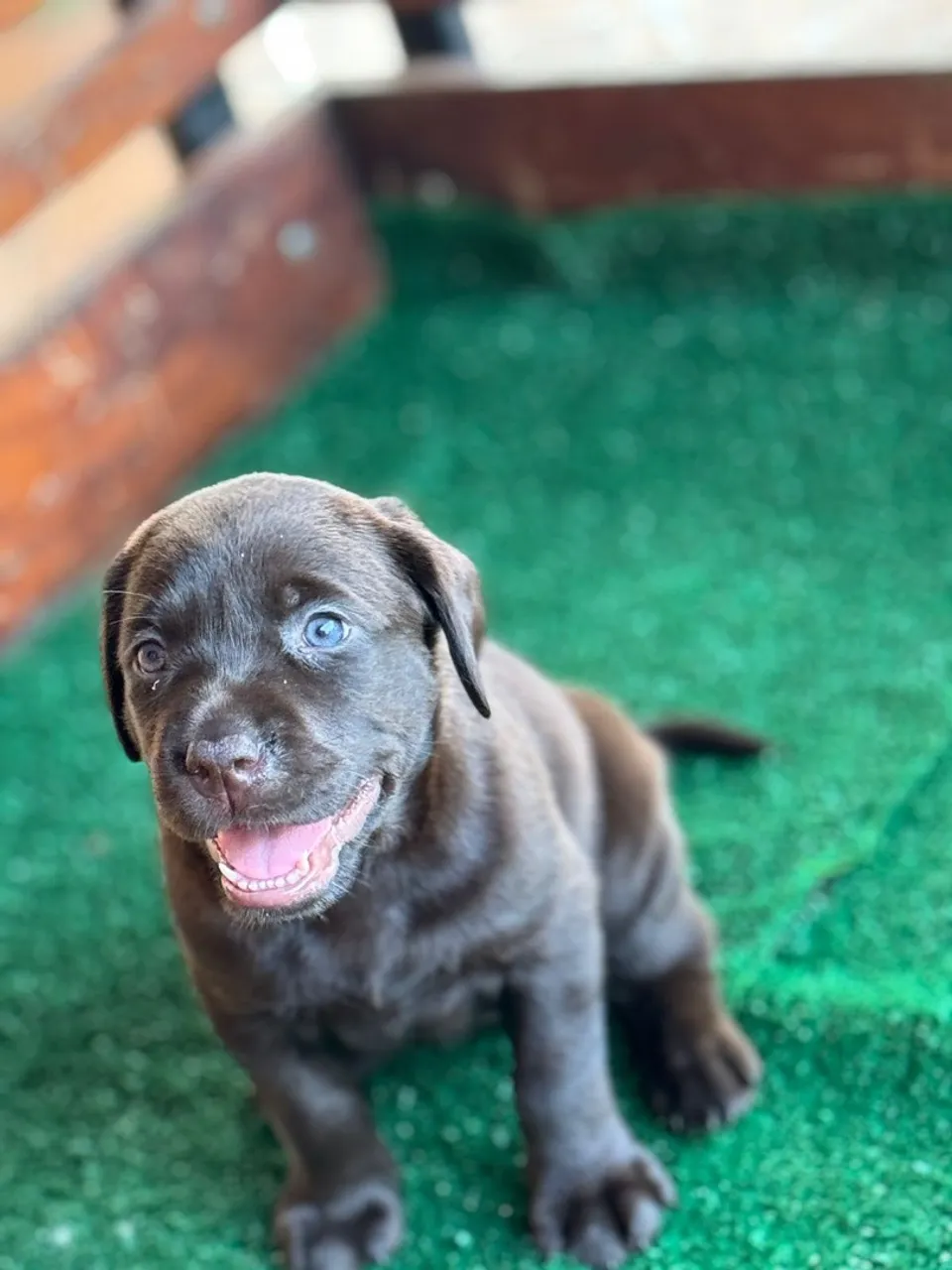 Marley e eu /// labrador na cor chocolate