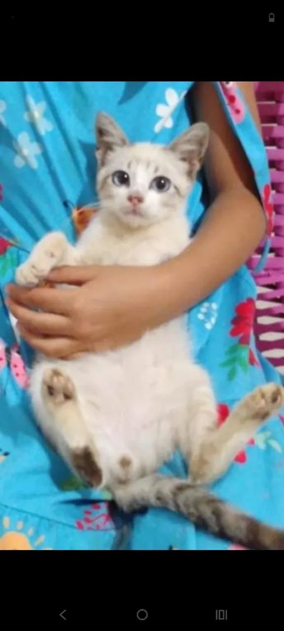 Gatinho filhote para adoção ( 03 meses )