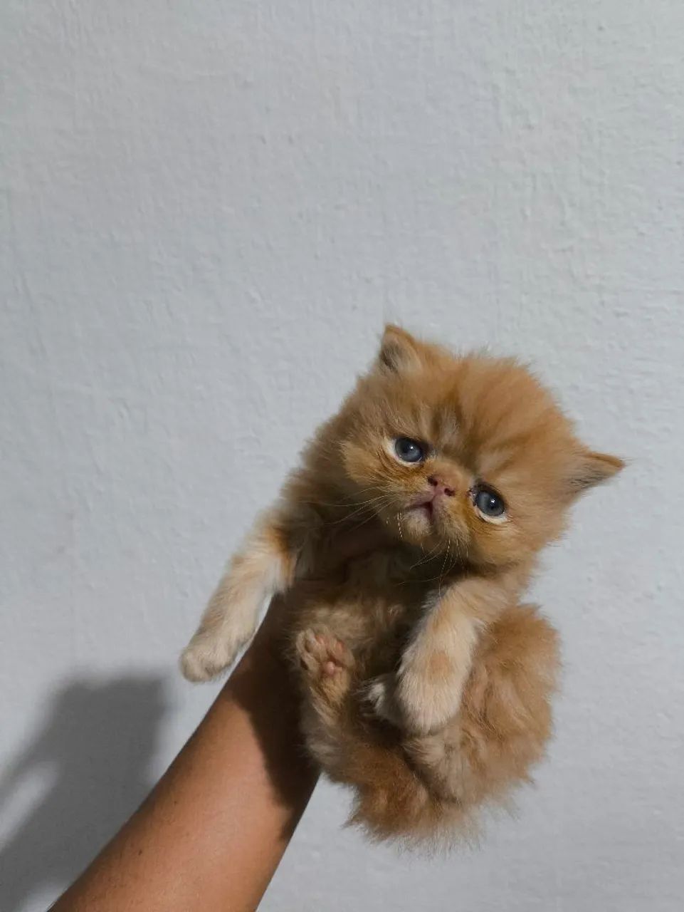 Gatinho Persa - Foto 3