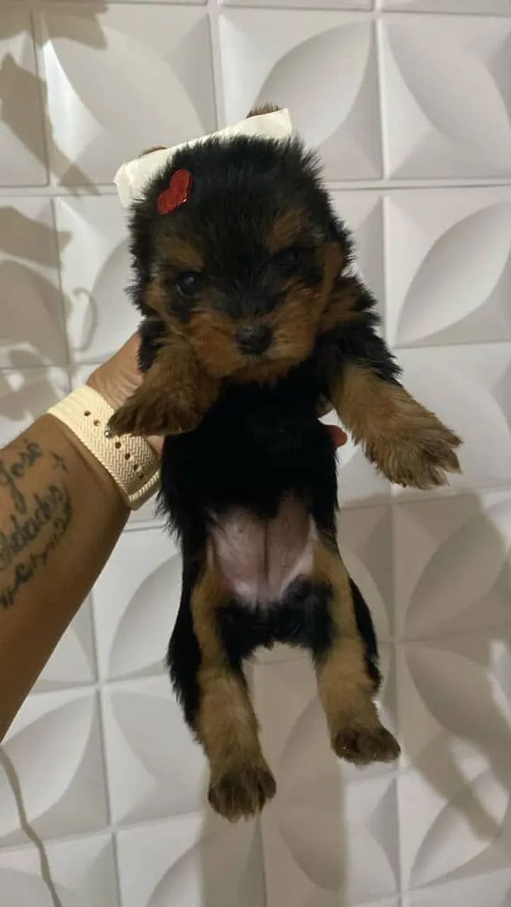Filhote Yorkshire Terrier, Cãopanheiros leais prontos para fazer parte da sua vida!