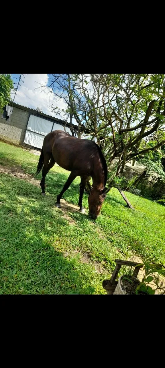 Potra mangalarga 2 anos