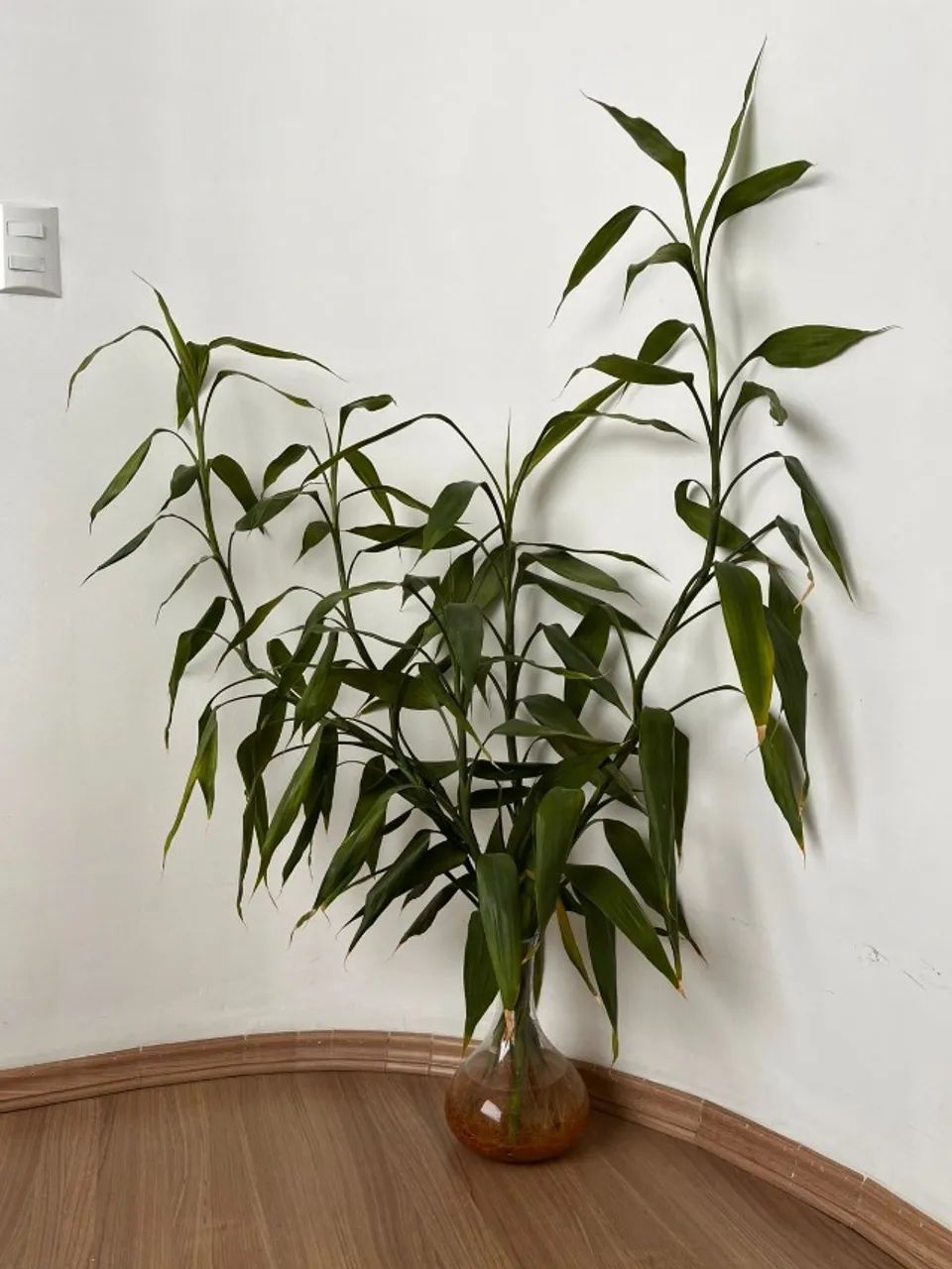Bambu da Sorte planta natural, 5 hastes