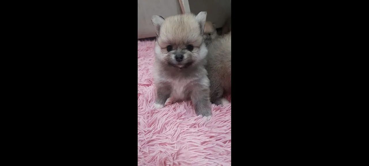 lulu da pomerania fêmea 3,500 - Foto 2