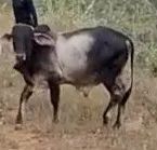 BOI GUZERÁ , MANSO E RAÇUDO.