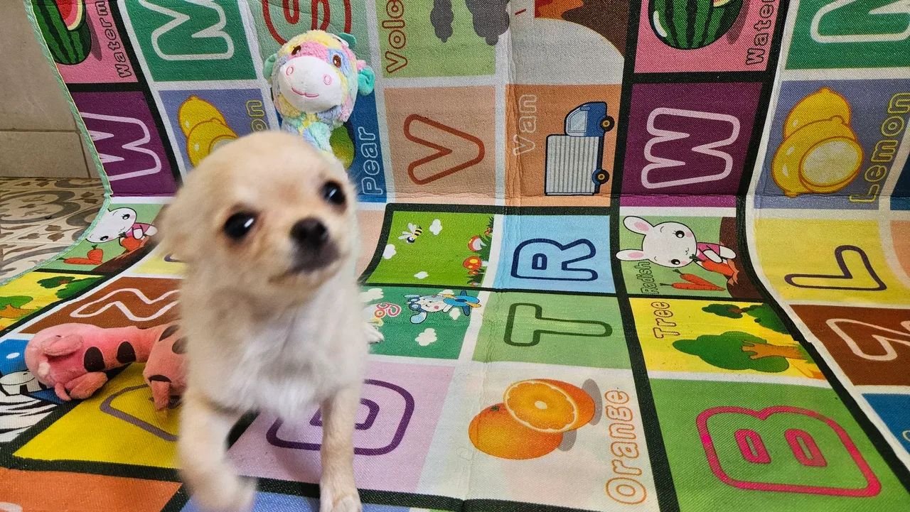 Chihuahua Fêmea - Adorável e Carinhosa