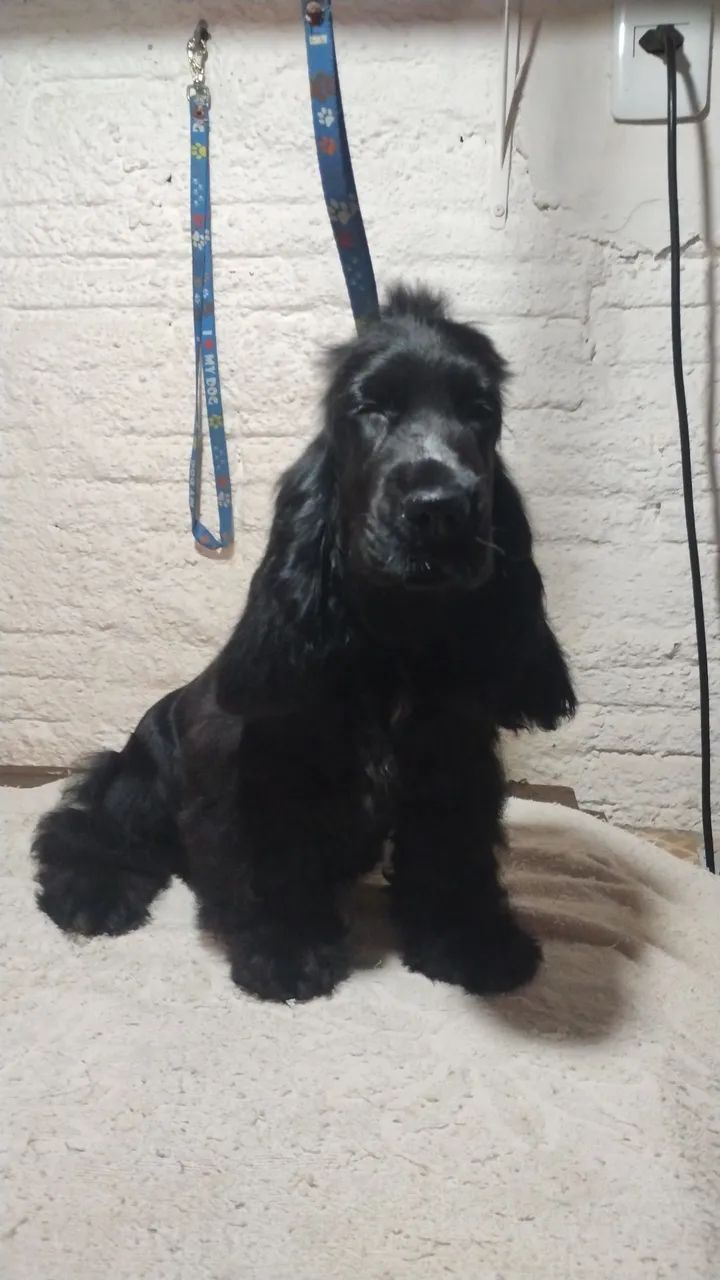 Filhotes de cocker  - Foto 3
