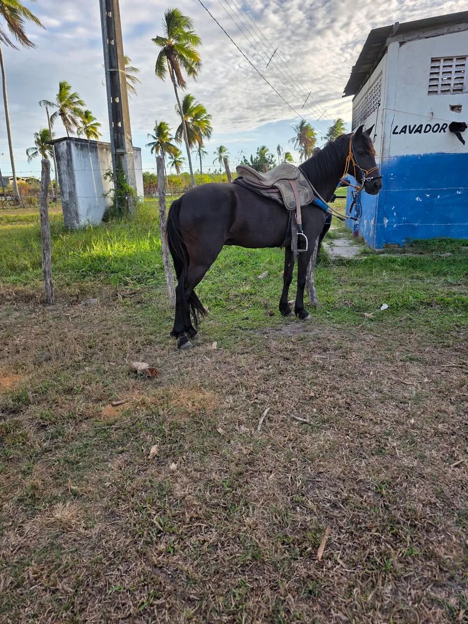 PIQUIRA PRETO A VENDA