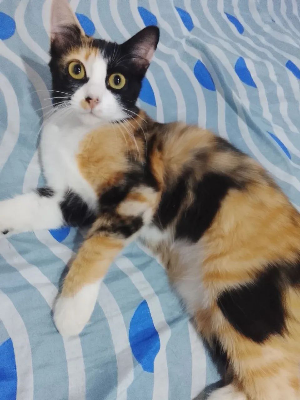 Felinos  - Foto 2