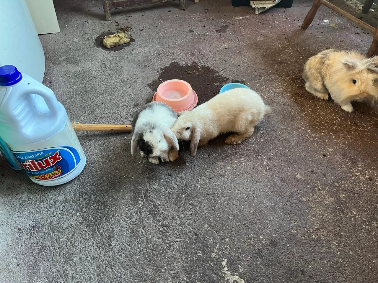 Vendo coelho Mini loop casal  - Foto 4