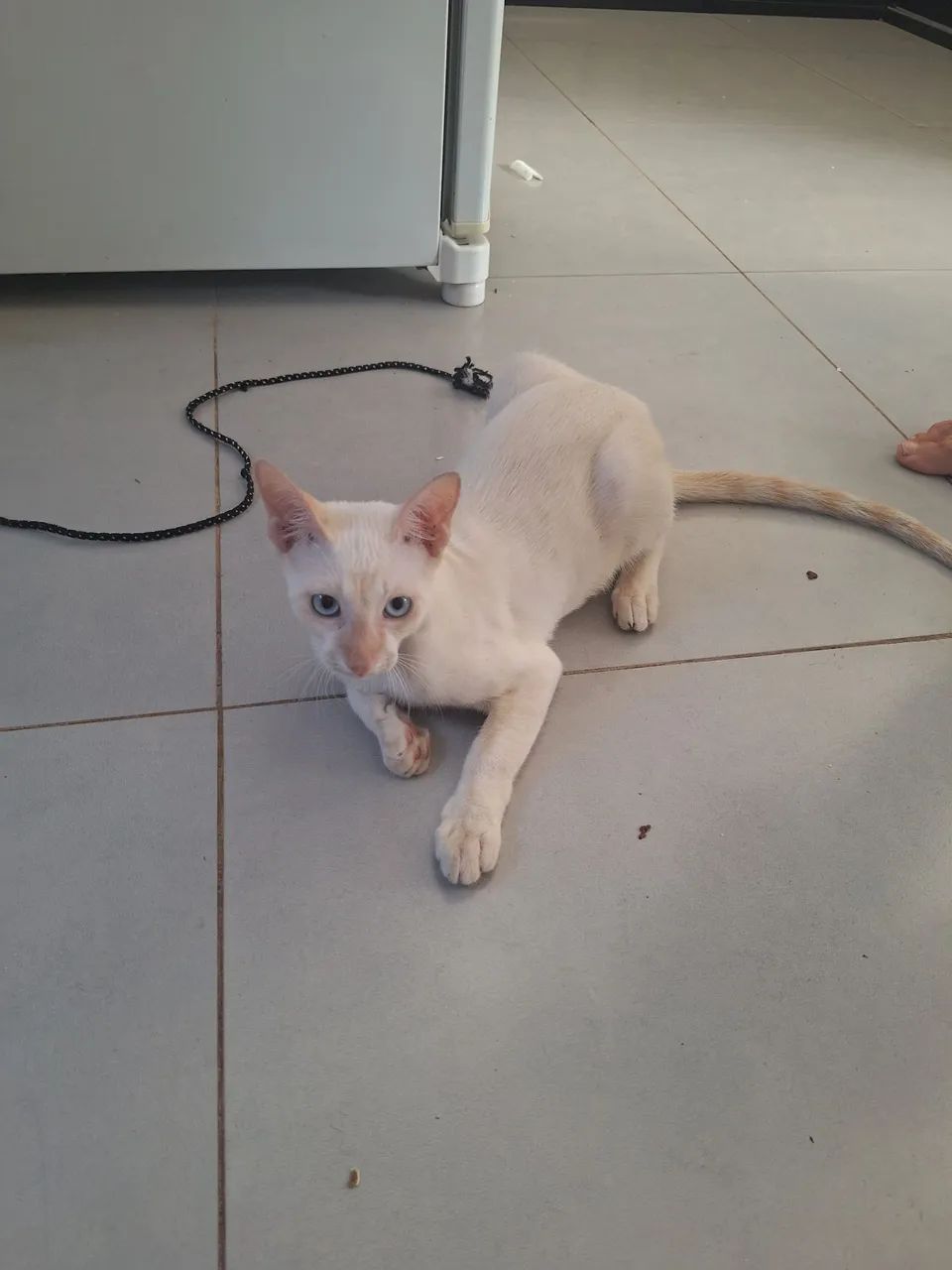 Doação de gato - Foto 5