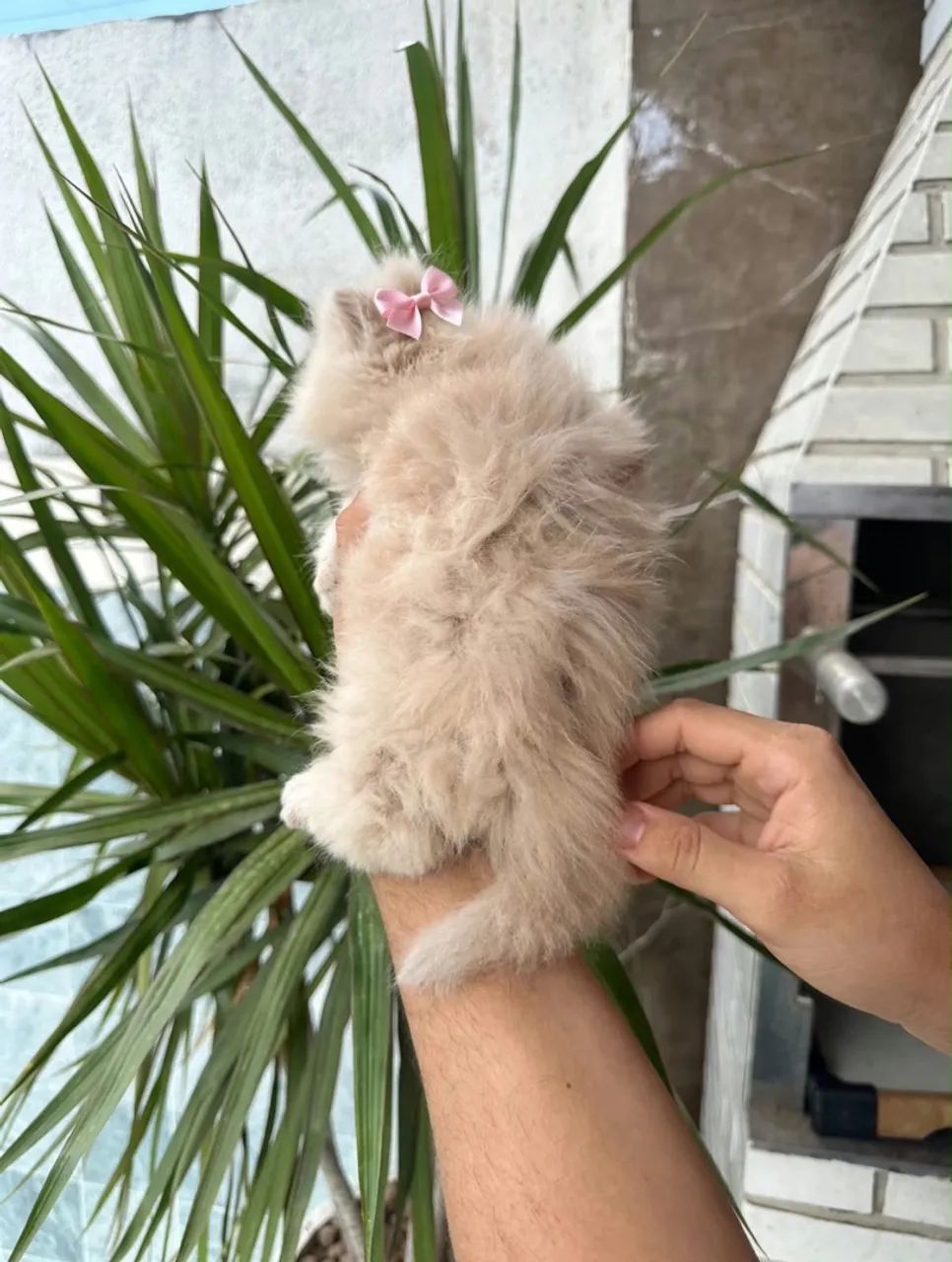 Lindas filhotes de Gata persa  - Foto 4