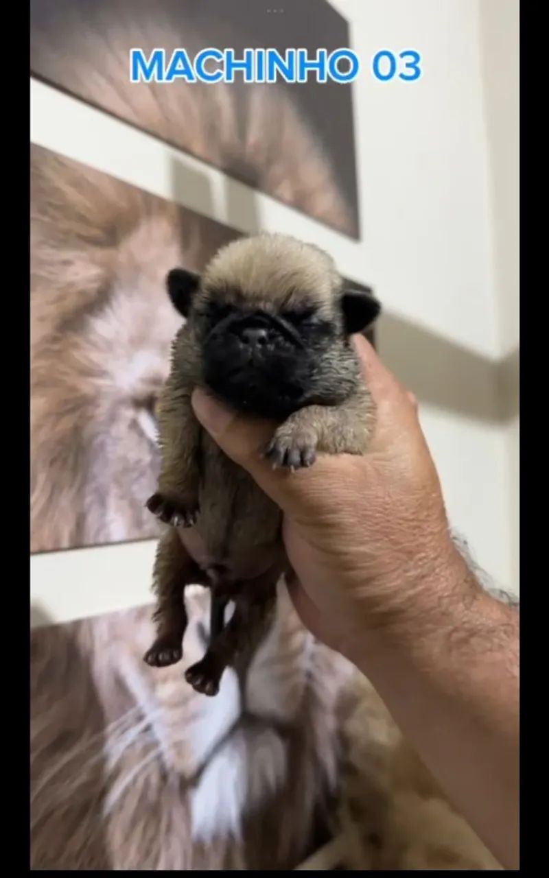 Pug - Foto 5