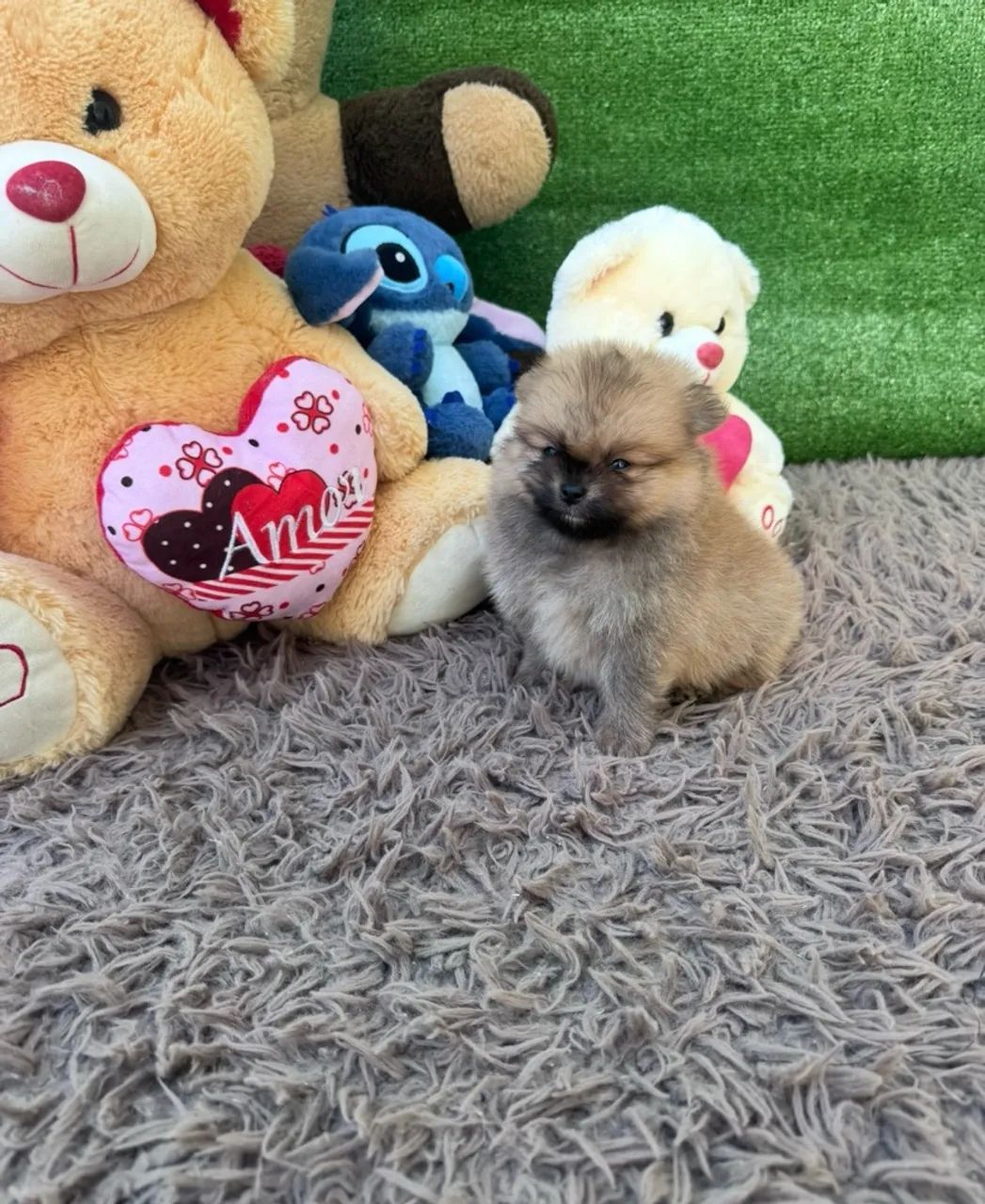 Cachorro  - Foto 2