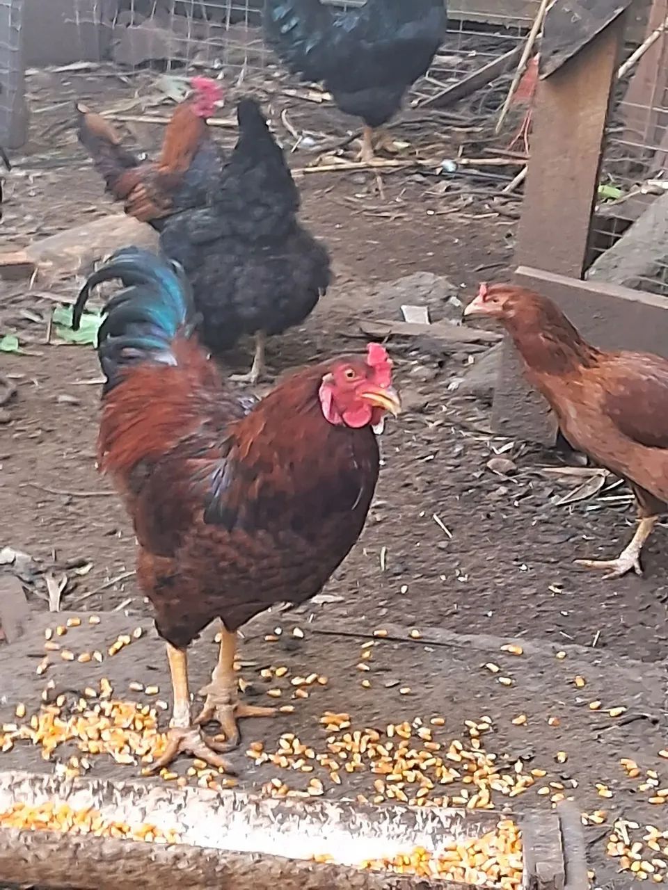 Vendo esses 2 galos  - Foto 3