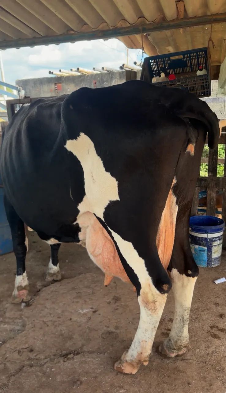 Vacas e bezerras leiteiras e cruzadas  - Foto 3