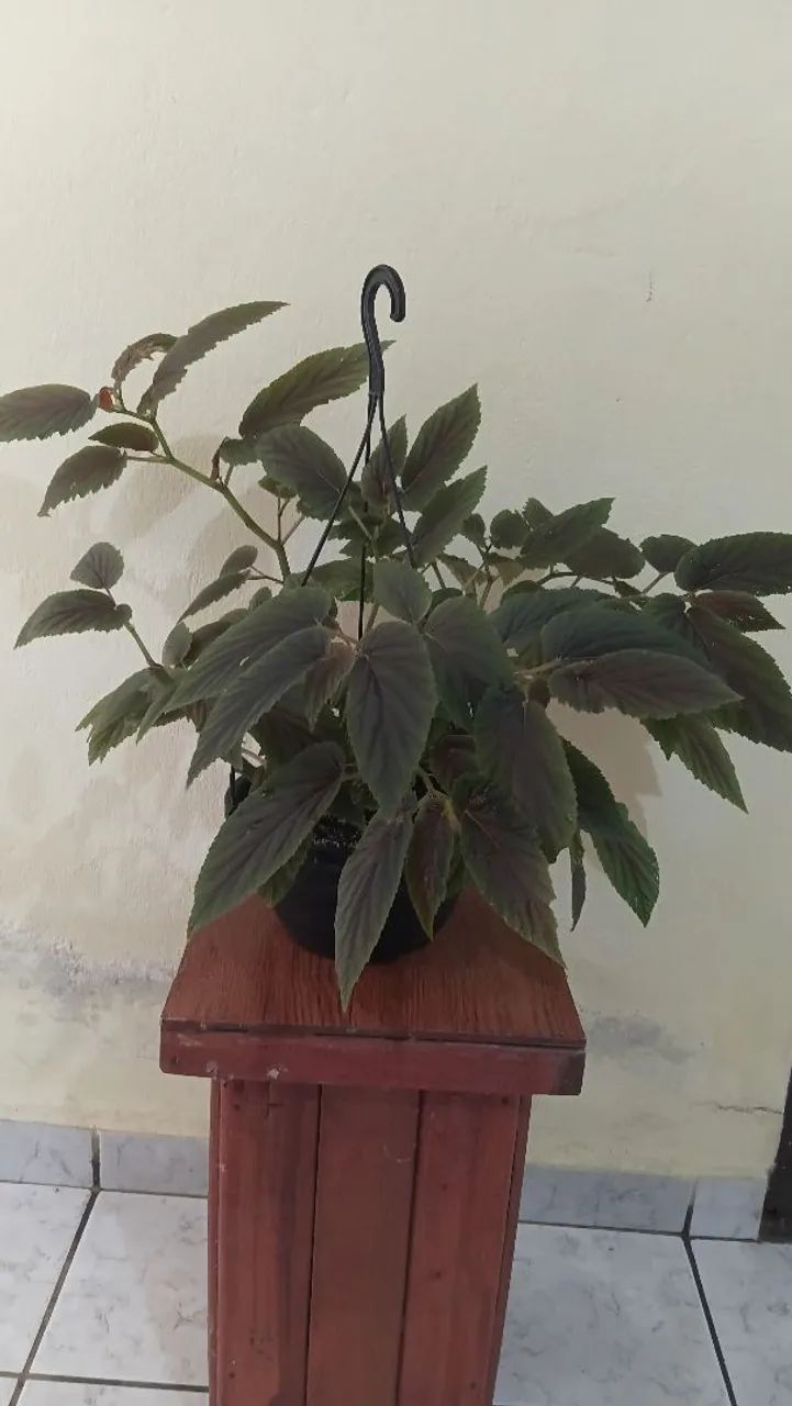 Plantas pendentes  - Foto 5