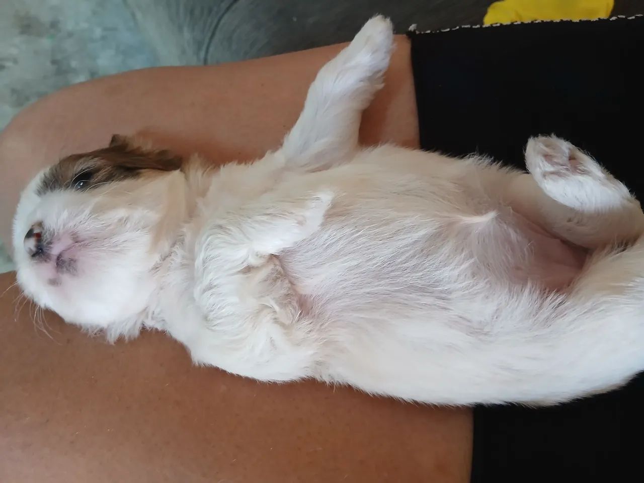 Filhote de ilhasa apso - Foto 5