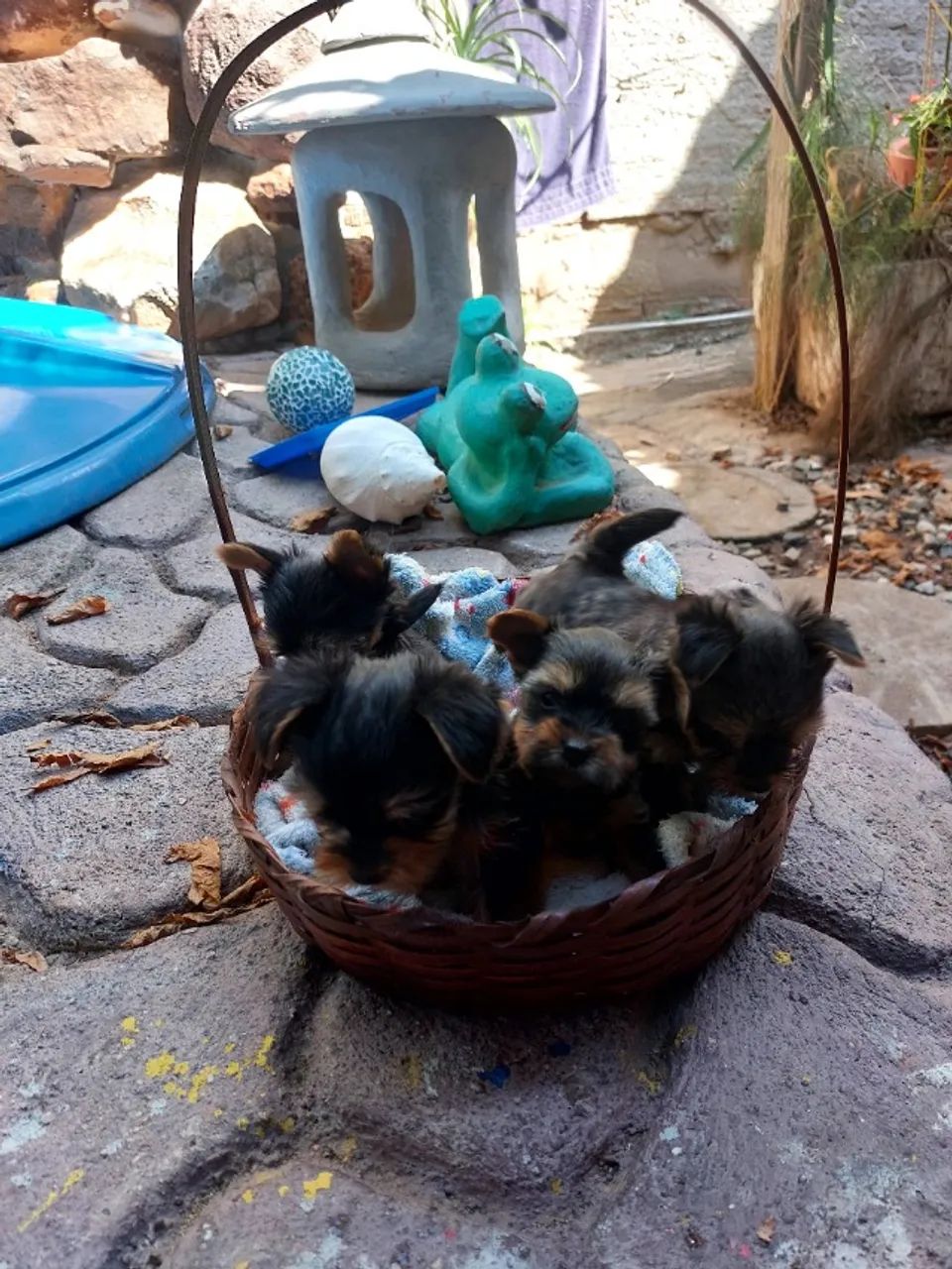 Cachorro  - Foto 4