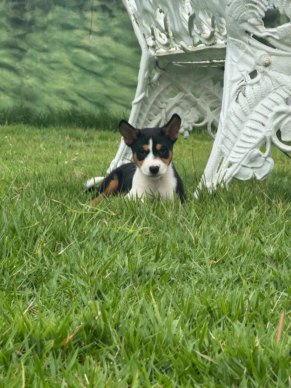 Basenji  - Foto 2